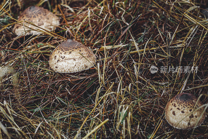 Macrolepiota procera